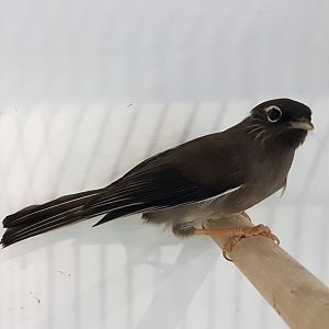 White-collared yuhina