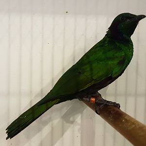 Emerald glossy starling