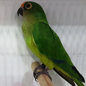 Peach-fronted parakeet