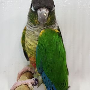 Yellow-breasted green-cheeked conure