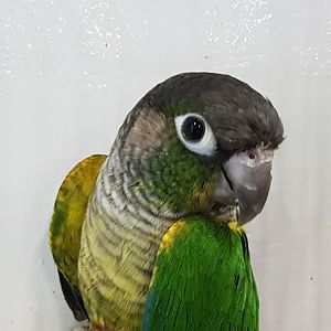 Yellow-breasted green-cheeked conure
