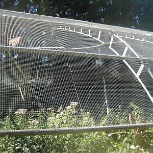 Frydenlund Fuglepark - Hamerkop aviary