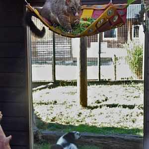 Common brushtail possum