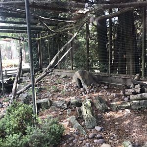Pallas’ cat enclosure 100818