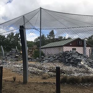 Snow leopard enclosure 100818