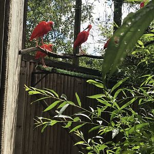 Scarlet ibises 100818