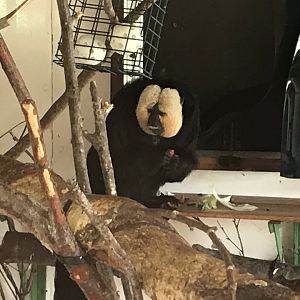 White-faced saki 100818