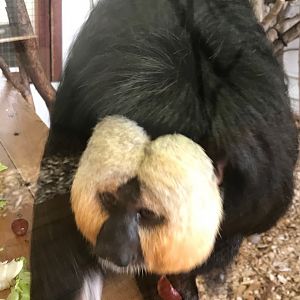 White-faced saki 100818