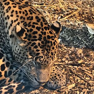 Sri-Lankan leopard 100818