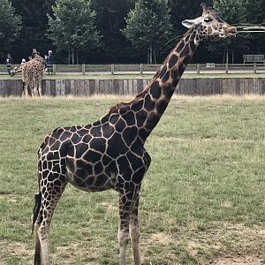 Giraffe 100818