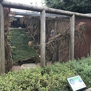 Great grey owl enclosure 100818