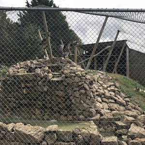 Vulture aviary 100818