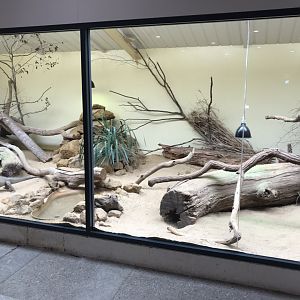 Rhinoceros iguana and Black-headed Weaver exhibit 100818
