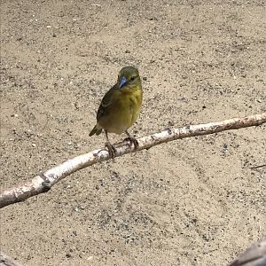 Black-headed weaver 100818