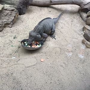 Rhinoceros iguana 100818