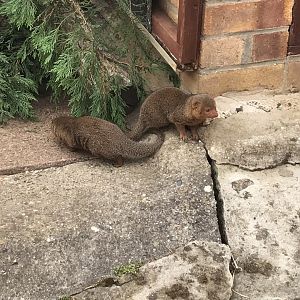 Dwarf mongooses 100818