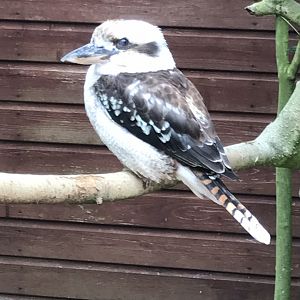 Laughing kookaburra 100818
