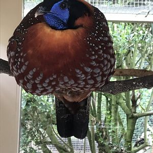 Temminck’s tragopan 100818