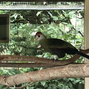 Red-crested turaco 100818