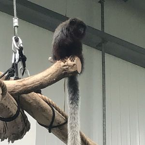 Eureka - Red titi 100818