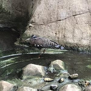 Eureka - Sunbittern 100818