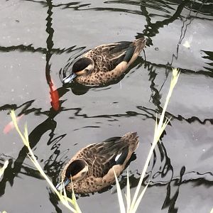 Eureka - Hottentot teals 100818