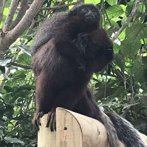 Eureka - Red titis 100818