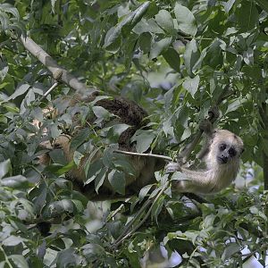 Howler monkey infant climbing independently