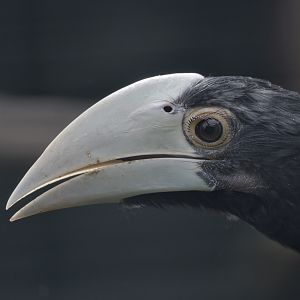 Black hornbill fledgling
