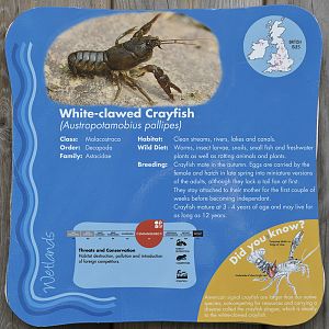 Crayfish sign