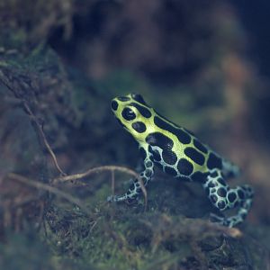 Variable poison dart frog