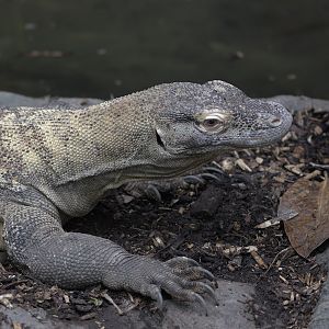 Komodo dragon