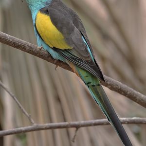 Male hooded parakeet