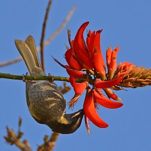 Lewin's honeyeater.