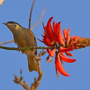 Lewin's honeyeater.