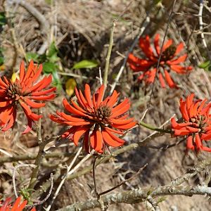 Flame tree flowers.