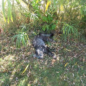 Frydenlund Fuglepark - House cat