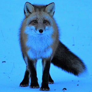 Red Fox, Blue World - Alaska