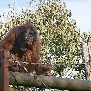 Paul & Lynsey's Zoo Tour #73 Jersey Zoo - YouTube