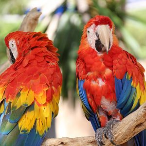Marineland Mallorca 2018 - Scarlett Macaws