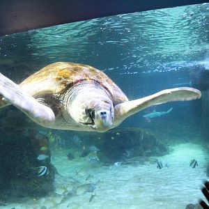 Marineland Mallorca 2018 - Sea turtle.
