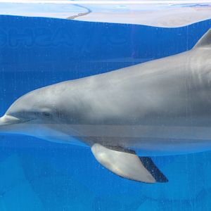 Marineland Mallorca 2018 - Dolphin