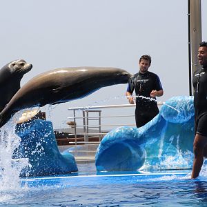 Marineland Mallorca 2018 - Sea lion show
