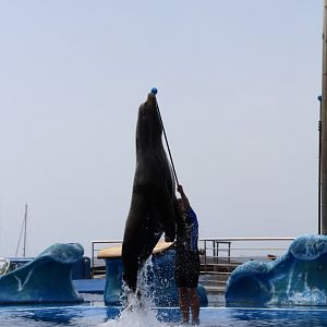 Marineland Mallorca 2018 - Sea lion show