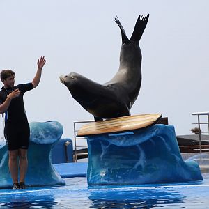 Marineland Mallorca 2018 - Sea lion show