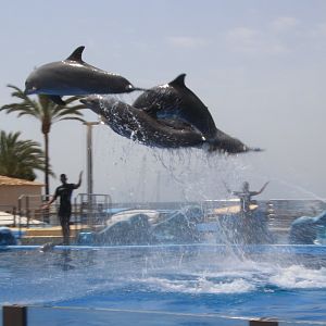 Marineland Mallorca 2018 - Dolphin Show