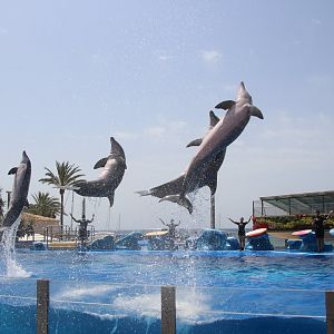 Marineland Mallorca 2018 - Dolphin Show