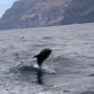Wild Bottlenose Dolphin in Tenerife