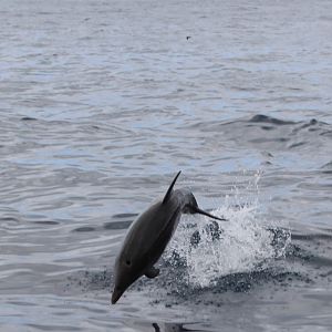 Wild Bottlenose Dolphin in Tenerife