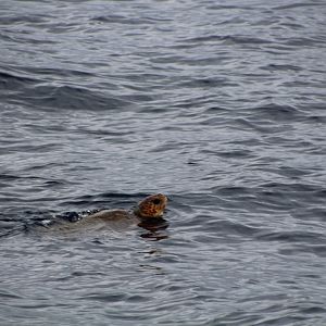 Wild Sea Turtle in Tenerife